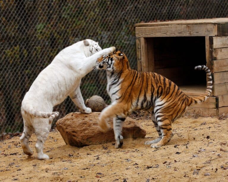 tiger